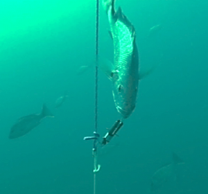 Releasing Deep Water Fish