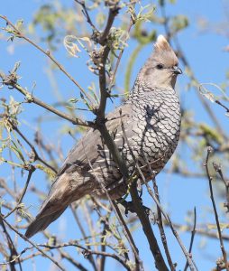 November 2020 Arizona Hunting Calendar