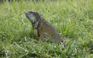 Florida Invasive Reptile Rules