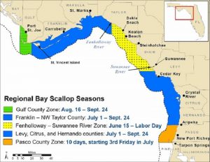 Bay scallop season opens June 15 between the Fenholloway and Suwannee rivers