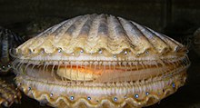 Bay Scallop Season Opens