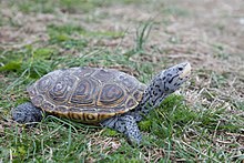 Florida Diamondback Terrapin Rules