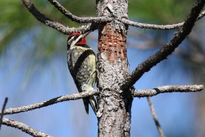 Chinsegut-Conservation-Center