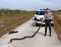 Invasive Burmese pythons