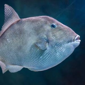 Recreational harvest of Gulf gray triggerfish opens Aug. 1